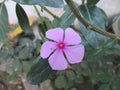 A Picture Of beatuiful sada bahar flower