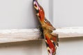 A picture of colourful butterfly close up Royalty Free Stock Photo