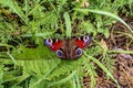 A picture of colourful butterfly close up Royalty Free Stock Photo