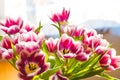 Picture of colourful lilac dutch tulips in a vase Royalty Free Stock Photo