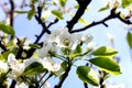 Pear orchard flowers blooms closeness of nature Royalty Free Stock Photo