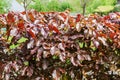 Picture of a common beech hedge