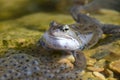 Common frog guarding frogspawn in a wildlife garden pond