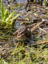 Picture with common frogs pairing in a pond, couple of frogs are sitting in the pond  in spring period Royalty Free Stock Photo