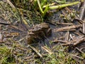 Picture with common frogs pairing in a pond, couple of frogs are sitting in the pond  in spring period Royalty Free Stock Photo