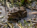 Picture with common frogs pairing in a pond, couple of frogs are sitting in the pond  in spring period Royalty Free Stock Photo