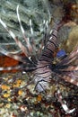 A picture of a common lionfish