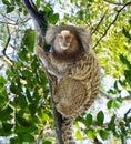 Common marmoset in Brazil