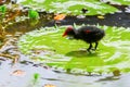 Common moorhen chick walking on a water lily leaf Royalty Free Stock Photo