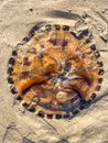 Compass Jellyfish (Chrysaora hysoscella) on grey sandy beach