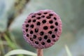 Picture concept and idea of The Trypophobia Royalty Free Stock Photo