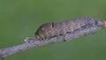 Caterpillar with painted eyes on its back