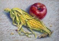 Picture with corn and tomato on a colored background.