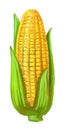 Picture of corn