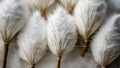 A picture of a cotton tree and a pillow made from cotton fibers.