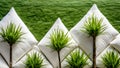 A picture of a cotton tree and a pillow made from cotton fibers.