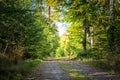 Picture of country side road in the green summer forest Royalty Free Stock Photo