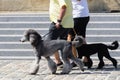 couple walks with two poodle dogs on a sidewalk