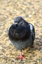 Picture of a courious pigeon Royalty Free Stock Photo