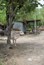 Picture of a cow beside road in a village in india Royalty Free Stock Photo