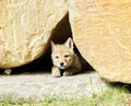 Coyote pup Royalty Free Stock Photo