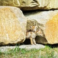 Coyote pups Royalty Free Stock Photo