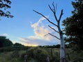 craggy dead tree