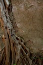 Close up shot of the old wall destroyed by tree, roots and other vegetation. Natural background. Decoration, Wallpaper.