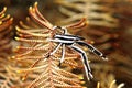 A picture of a crinoid squat lobster