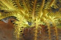 A picture of a crinoid squat lobster