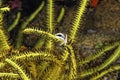 A picture of a crinoid squat lobster