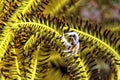 A picture of a crinoid squat lobster