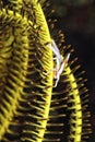 A picture of a crinoid squat lobster