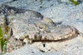 A picture of a crocodilefish Royalty Free Stock Photo