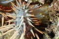 A picture of a crown of thorns starfish Royalty Free Stock Photo