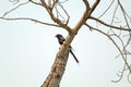 Cuckoo Bird on Tree-Koyal Bird