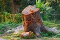 Picture of cut tree trunks on the ground or soil at Acharya Jagadish Chandra Bose Indian Botanic Garden of Shibpur, Howrah near Royalty Free Stock Photo