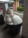 Picture of cute cat sleeping in the pot.