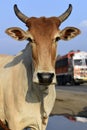Vertical shot of a brown cattle on a blurred background Royalty Free Stock Photo