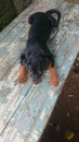 A picture of a cute female rottweiler puppy bred in sri lanka Royalty Free Stock Photo