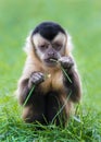 Capuchin monkey ( Cebinae ) Picture 2 2