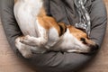 Lazy beagle puppy lying on his pillow indoors