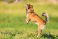 Pekinese-chihuahua dog jumps on a meadow