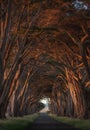 Cypress Tree Tunnel at Point Reyes Royalty Free Stock Photo