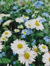 Summer field with the cute flowers