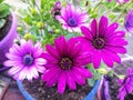 Daisy purple and pink flower
