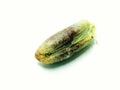A picture of date seed isolated on a white background ,