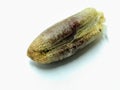 A picture of date seed isolated on a white background ,