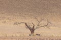 Picture of a dead acacia tree in a dry desert landscape in Namibia during the day Royalty Free Stock Photo