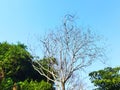 A picture of a dead tree with blue sky and green trees background Royalty Free Stock Photo